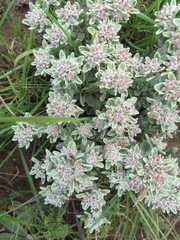Helichrysum spiralepis