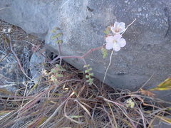 Phacelia vallis-mortae