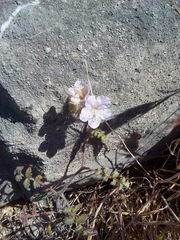 Phacelia vallis-mortae