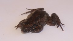 Leptodactylus colombiensis