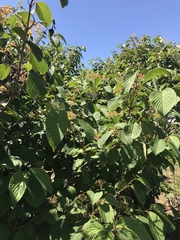 Viburnum