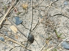 Pilobalia oblonga
