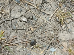 Pilobalia oblonga