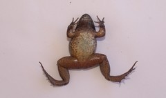 Leptodactylus colombiensis