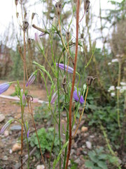 Campanula rapunculus