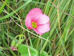 Oxalis semiloba