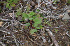 Tetragonia microptera