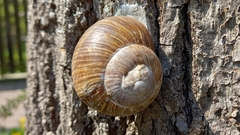 Helix pomatia