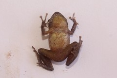 Pristimantis taeniatus