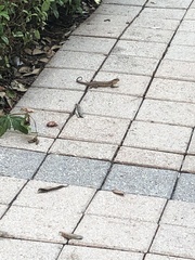 Leiocephalus carinatus