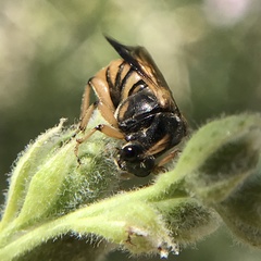 Ripiphorus rex