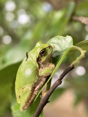Hyla japonica