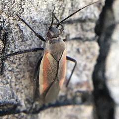 Lopidea marginata