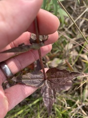 Eupatorium pilosum