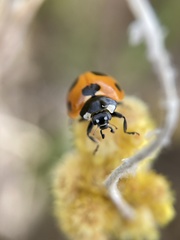 Coccinella septempunctata