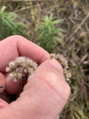 Eupatorium pilosum