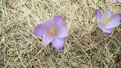 Crocus neapolitanus