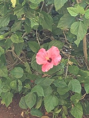 Hibiscus