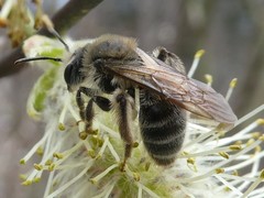 Andrena erythronii