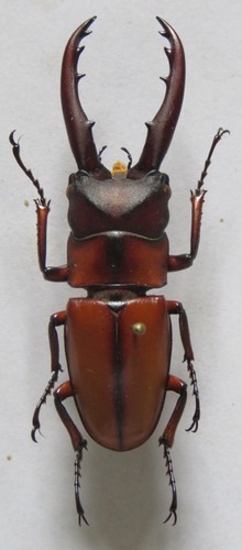 Prosopocoilus mohnikei pseudospineus