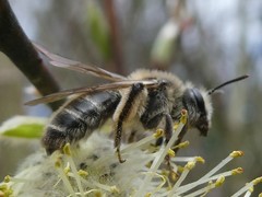 Andrena erythronii