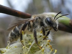 Andrena erythronii