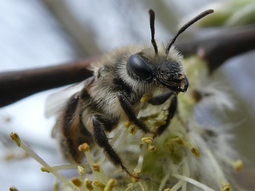 Trout-lily Mining Bee photo 4