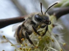 Andrena erythronii