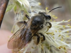 Andrena erythronii