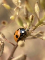 Coccinella septempunctata