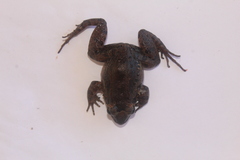 Leptodactylus colombiensis