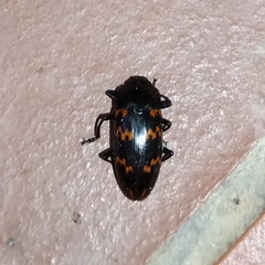 Pselaphacus curvipes