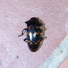 Pselaphacus curvipes