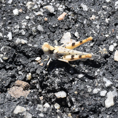 Xeracris minima