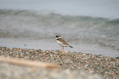 Charadrius hiaticula