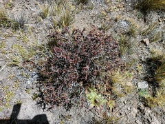 Adesmia spinosissima