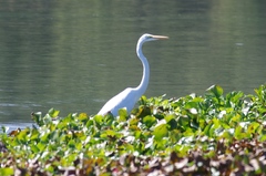 Ardea alba