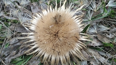 Carlina acaulis