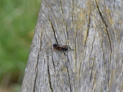 Chalcosyrphus valgus