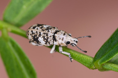Colecerus marmoratus