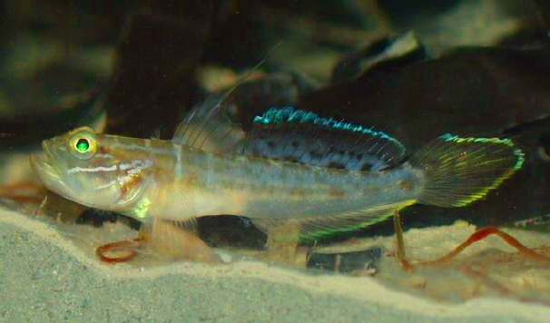 Clown Goby