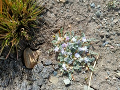 Astragalus peruvianus
