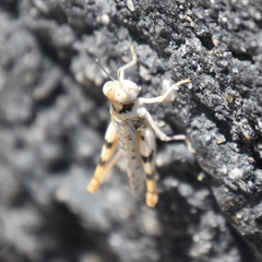 Xeracris minima