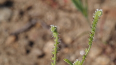 Cryptantha microstachys