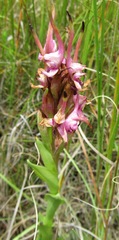Disa cooperi