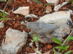 Ocnerodes fallaciosus