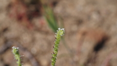 Cryptantha microstachys