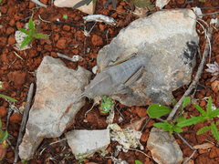 Ocnerodes fallaciosus