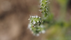 Cryptantha microstachys