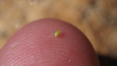 Cryptantha microstachys